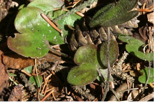 Mature Round-lobed Hepatica Leaves