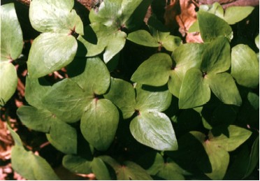 Sharp-lobed Hepatica Leaves Later in Spring