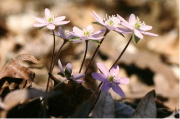 Pink Hepatica Flowers