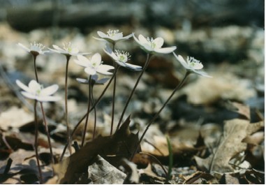 White  Hepatica Flowers