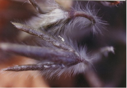 Sharp-lobed Hepatica Leaves in Early Spring