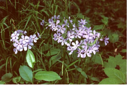 wild blue phlox