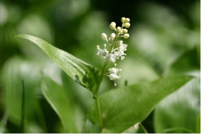 Canada Mayflower Leaves and Blossoms