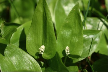 Canada Mayflower Buds