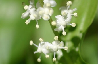 Close-up View of Canada Mayflower Flowers