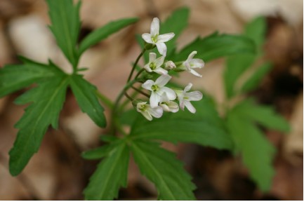 Cut-leaved Toothwort Flowers and Leaves