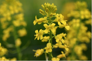 Yellow Rocket Flowers