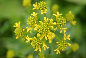 Yellow Rocket Flowers