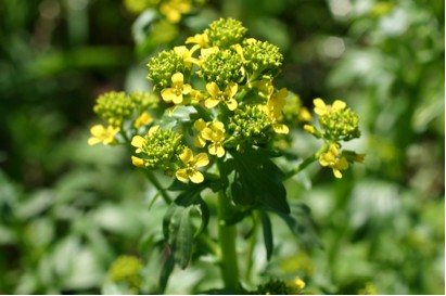 Yellow Rocket Flowers