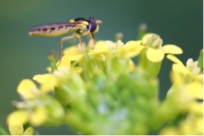 Insect on Yellow Rocket Flowers