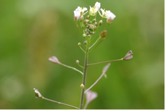 Shepherd’s Purse Flowers and Seed Pods