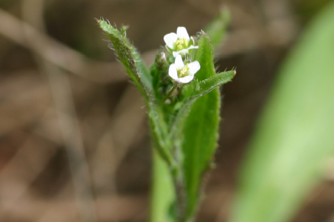 Shepherd’s Purse Flowers