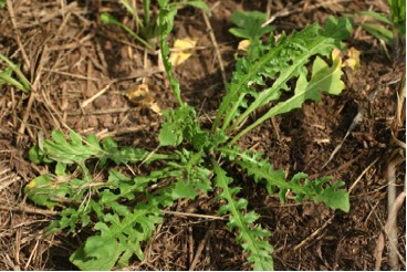 Shepherd’s Purse Basal Leaves