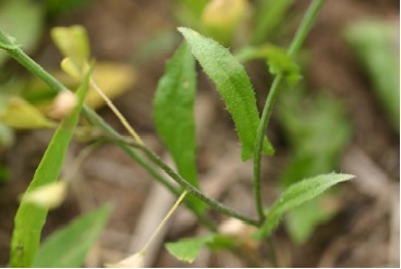 Shepherd’s Purse Stem Leaves