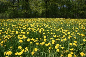 Common Dandelions Blooming in a Field