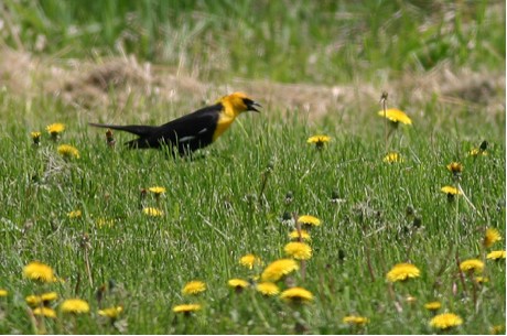 Yellow-headed Blackbird Among Common Dandelions