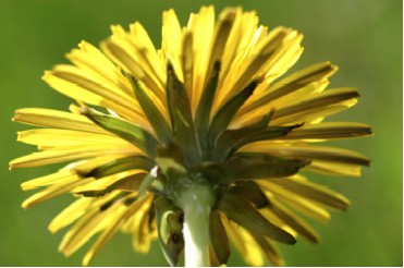 Under Side of Common Dandelion Blossom