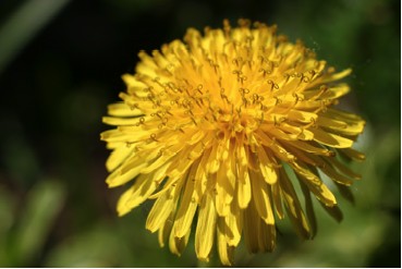 Common Dandelion Blossom