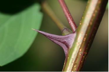 Locust Thorn